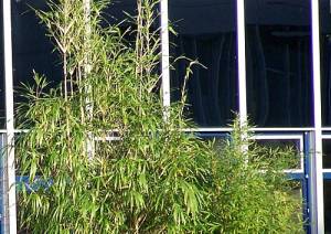 Bambus vor Glas