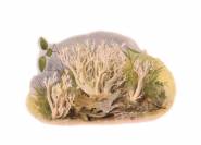 Kammziegenbart - Clavaria cristata