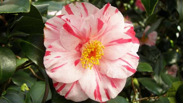 Camellia japonica Tricolor de Siebold