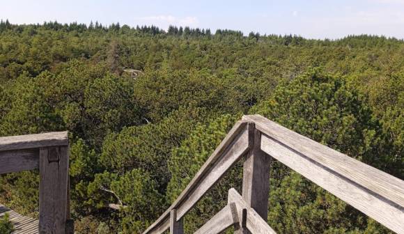2) Aussichtsplattform im Georgenfelder Hochmoor
